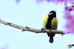 Parus monticolus