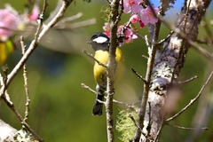 Parus monticolus