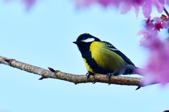 Parus monticolus
