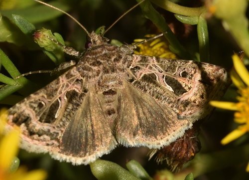 Thysanoplusia daubei