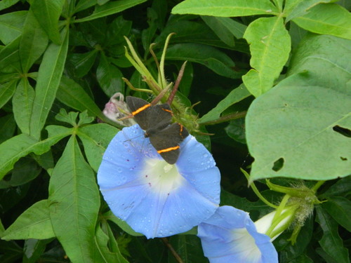 Photo of Little Dancer Metalmark (Riodina lysippoides)