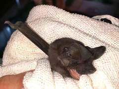 Nyctinomops laticaudatus