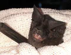 Nyctinomops laticaudatus