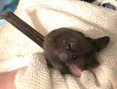 Nyctinomops laticaudatus