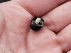Calcinus laevimanus
