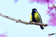 Parus monticolus
