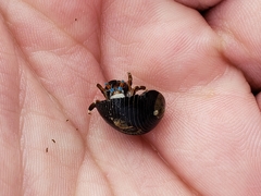 Calcinus laevimanus