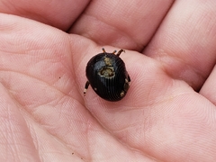 Calcinus laevimanus