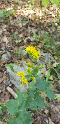 Image of Solidago auriculata by (c) Stephan Eselgroth, some rights reserved (CC BY-SA)