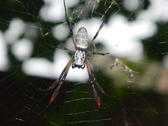 Trichonephila sexpunctata