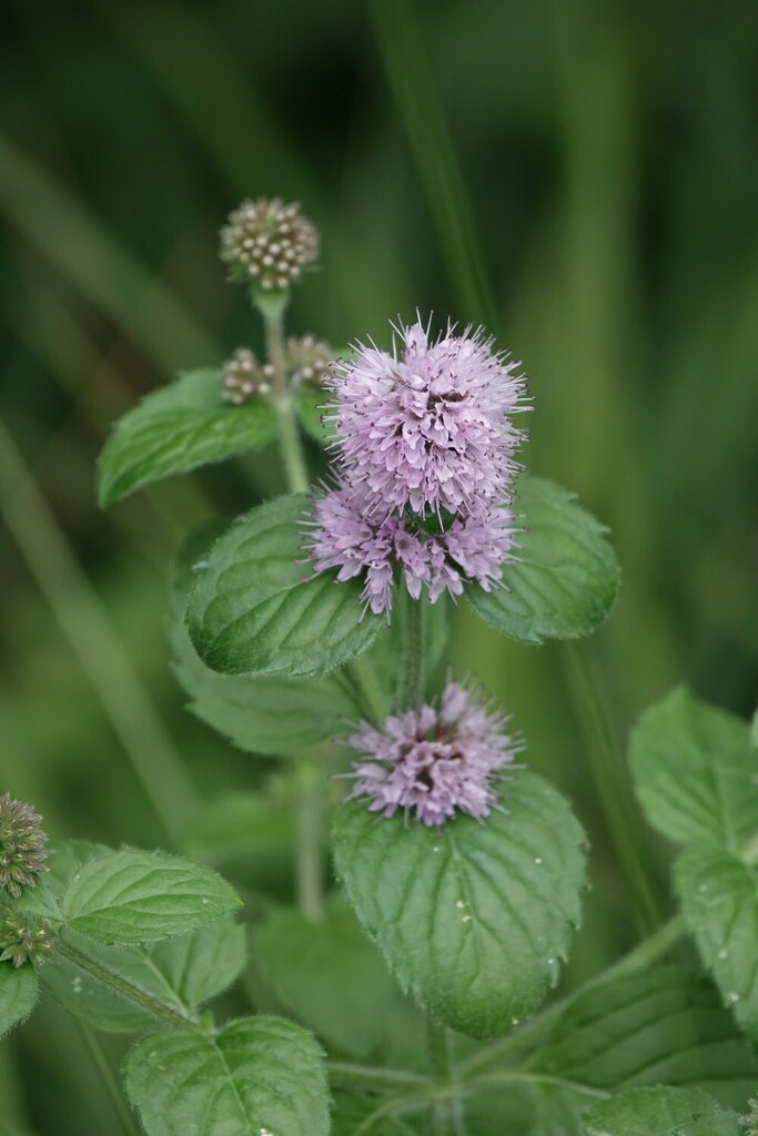 Watermint watermint from 01300 Ambléon, France on August 15, 2023 at 11:09 AM by ...