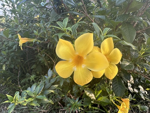 Golden Trumpet