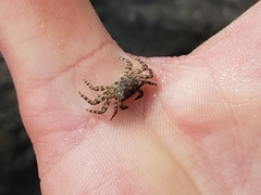 Pachygrapsus