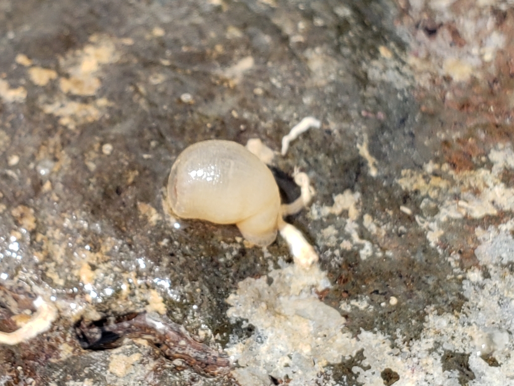 Telmatactis decora