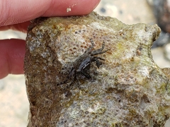 Pachygrapsus