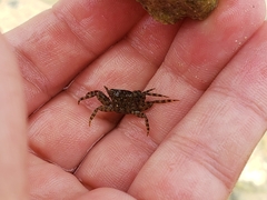 Pachygrapsus