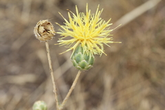 Centaurea salonitana