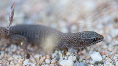 Xantusia vigilis