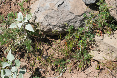 Dasymutilla magnifica