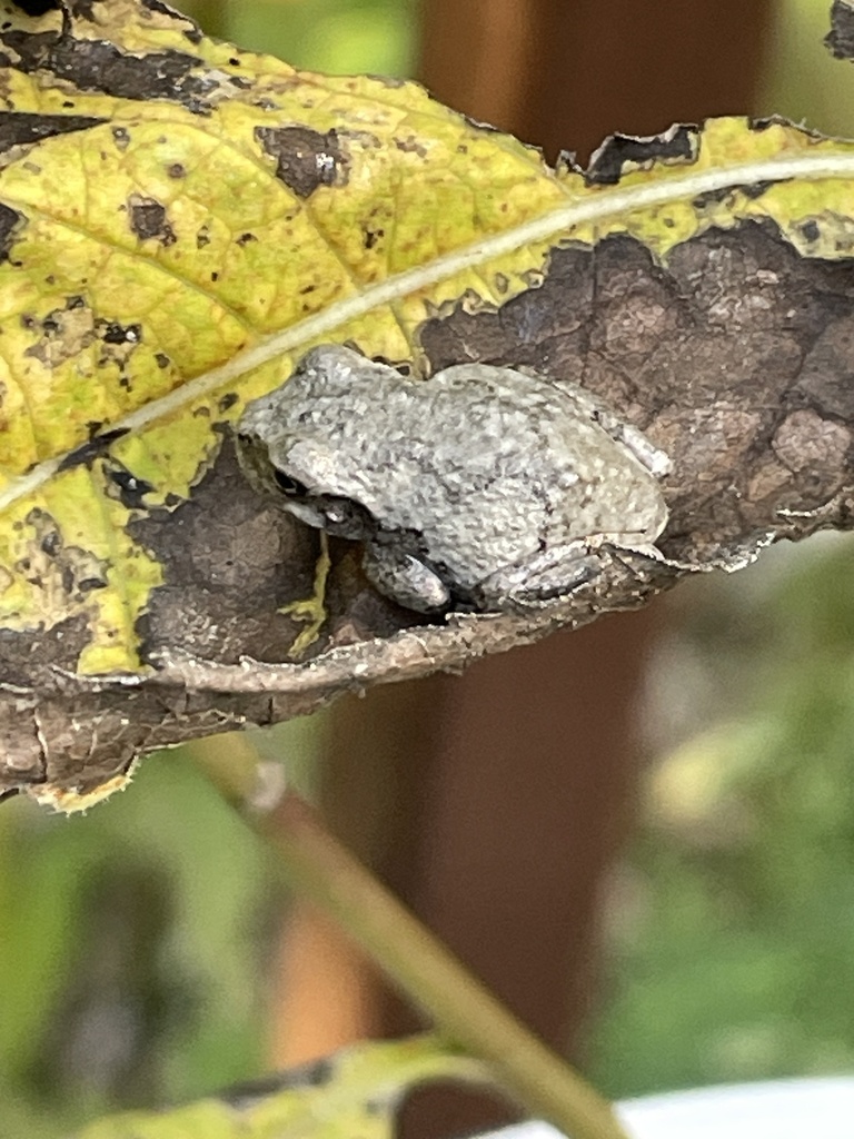 Gray Treefrog Species Complex from Lindenwood Ct, Sterling, VA, US on ...