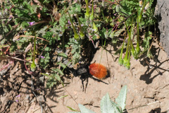 Dasymutilla magnifica