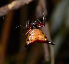 Micrathena stuebeli
