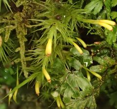 Dicranoloma dicarpum