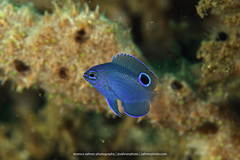 Pomacentrus burroughi