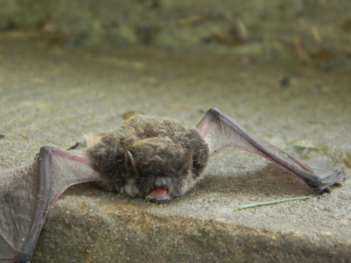 Silver-tipped Myotis