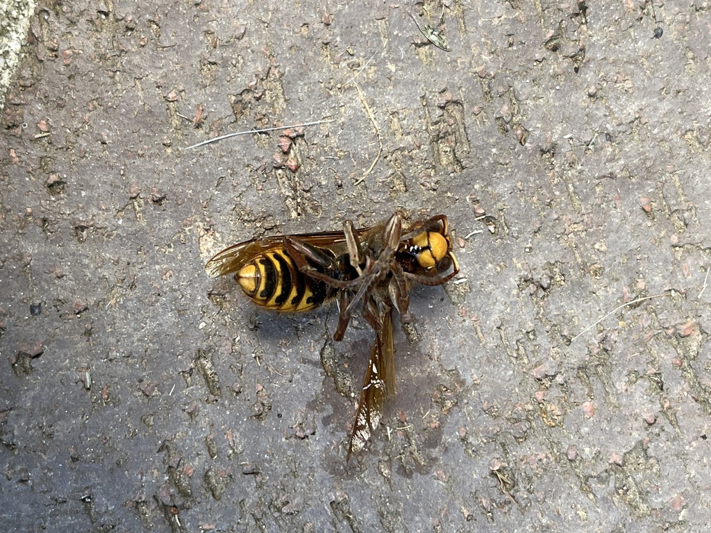 European from Sam Nelson Rd, Canton, GA, US on October 1, 2023