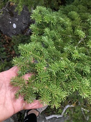 Abies balsamea image