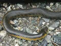 Helicops leopardinus