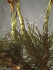 Dicranoloma dicarpum