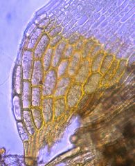 Dicranoloma dicarpum