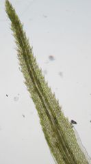 Dicranoloma dicarpum