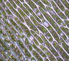 Dicranoloma dicarpum