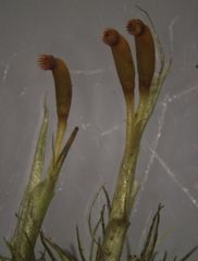 Dicranoloma dicarpum