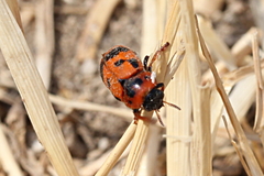Clytra atraphaxidis