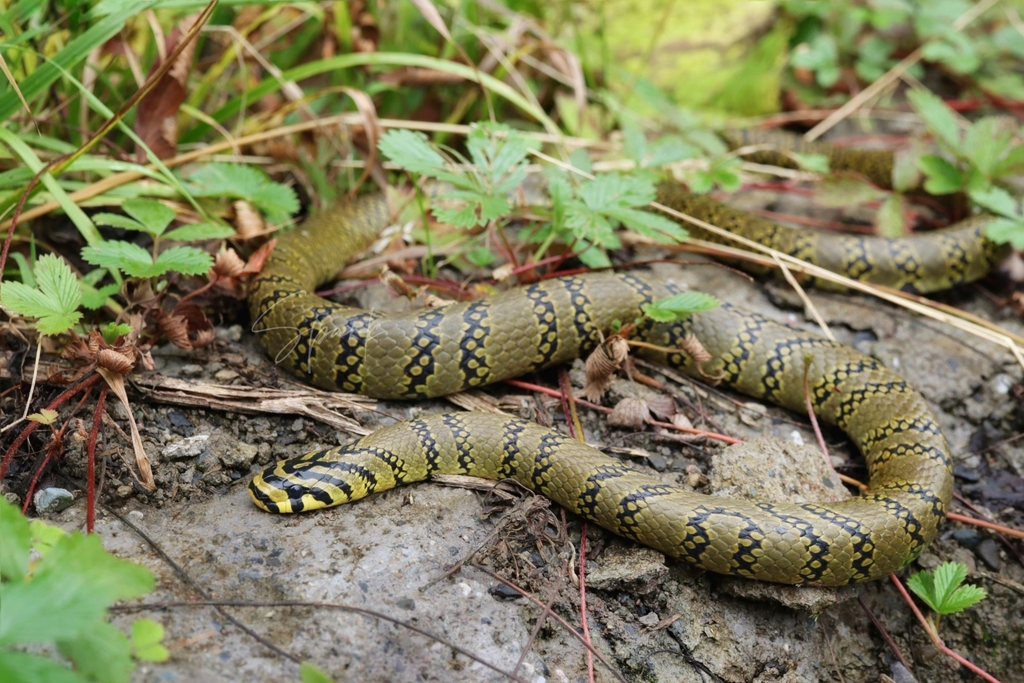 Pearl-banded Rat Snake In September 2023 By Spark · INaturalist