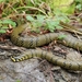 Pearl-banded Rat Snake - Photo (c) Spark, some rights reserved (CC BY-NC), uploaded by Spark