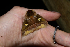 Dirphiopsis unicolor