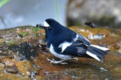 Little Forktail photo 2