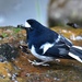 Taiwan Forktail - Photo (c) sunmr, some rights reserved (CC BY-NC)