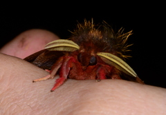 Dirphiopsis unicolor