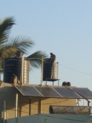 Semnopithecus hypoleucos