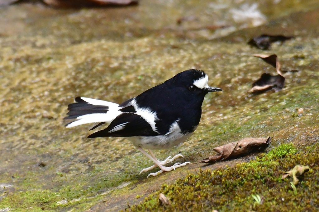 Little Forktail photo