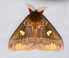 Dirphiopsis unicolor