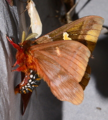 Dirphiopsis unicolor