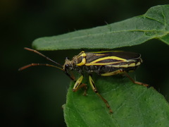 Acinocoris includens