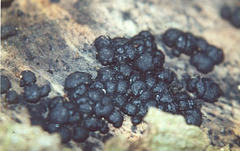 Xylaria tuberiformis